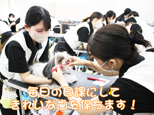 カコトリミングスクールでは歯磨きの方法を学ぶためにモデル犬たちに歯磨きをして犬のケアをしながら技術習得しています