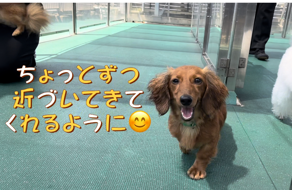 ドッグランは生徒とモデル犬の幸せな空間♪ぴりか編〜動画〜